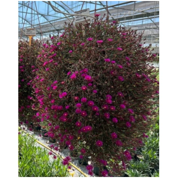 Delosperma cooperi Desert Dancer Purple | A.M. ozo