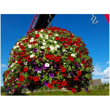 Calibrachoa parviflora Cabaret MixMasters Cafe de 