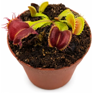 Dionaea muscipula Curly teeth Caput Mundi Labs