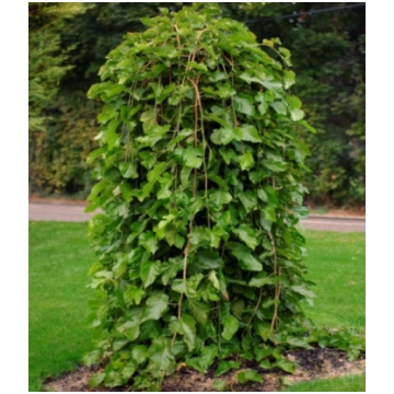 Baltais zīdkoks- Morus alba ”Pendula”