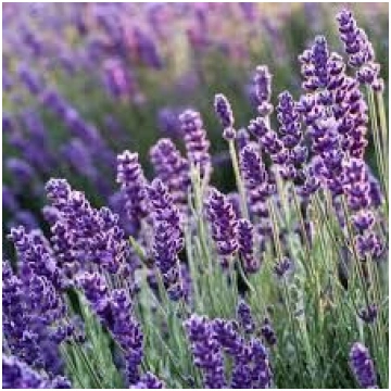 Lavandula angustifolia Blue Scent Early Lavanda St