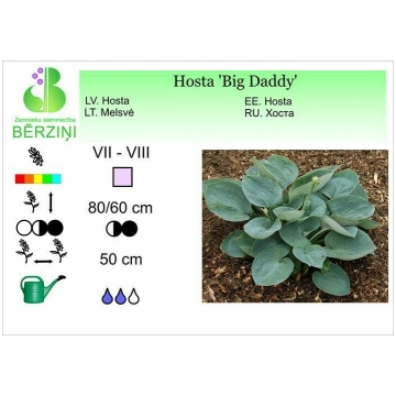 Hosta 'Big Daddy', Hosta