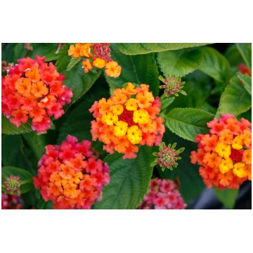 Lantana camara Gem Ruby 1 gb., lūgums jaunstādu pa