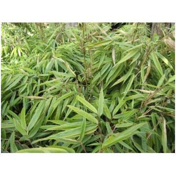 Fargesia rufa Donnadipiante - Vendita piante
