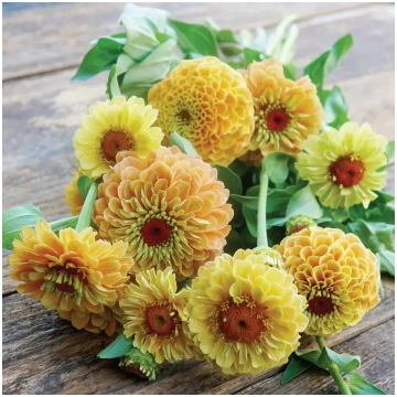 Gleznā cīnija 'Queen Lemon Peach' (Zinni