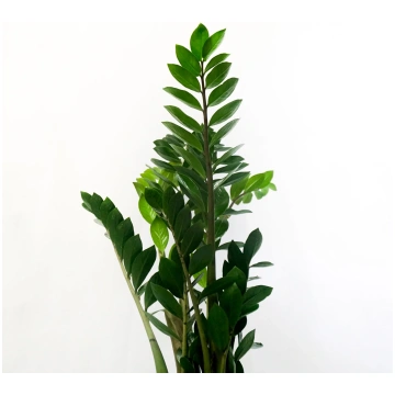 Zamioculcas Mimma Flowers Palermo