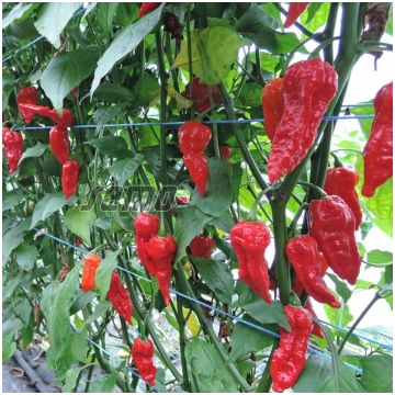 PIPARI - DRACO RED - 500 sēklas
