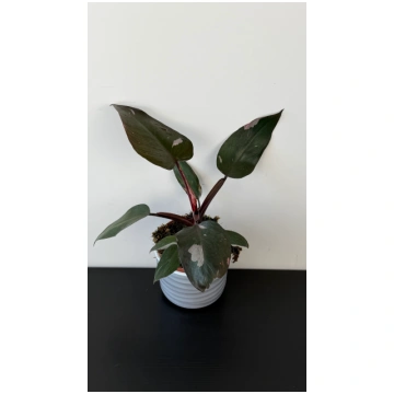 Philodendron Pink Princess Augi-Plants