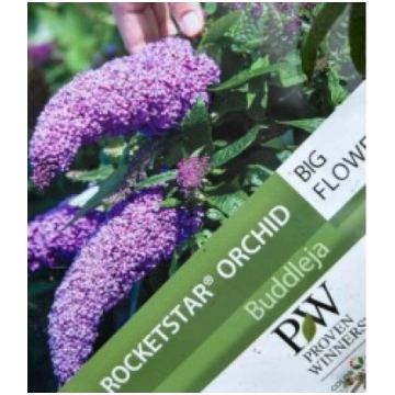 BUDLEJA ROCKETSTAR ORCHID KITI UŽSIENIO