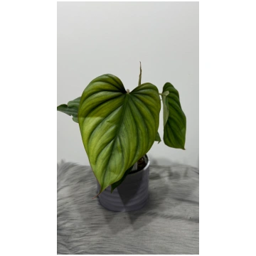 Philodendron Sp Colombia Augi-Plants