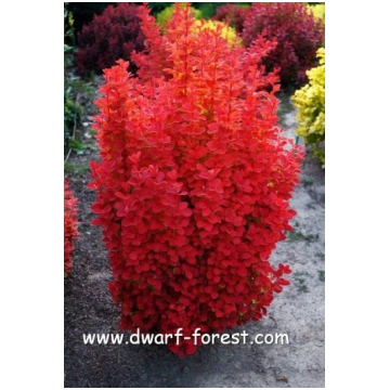 Berberis thunbergii 'Orange Ice' PBR