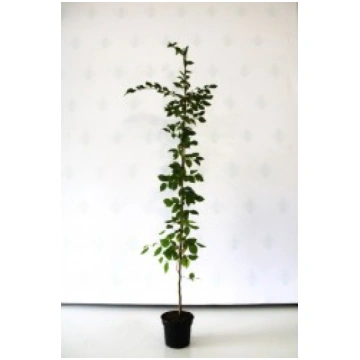 PARASTAIS SKĀBARDIS 100-150CM 2 L KITI UŽSIENIO