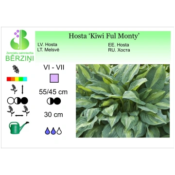 Hosta 'Kiwi Full Monty', hosta ZS Bērziņ