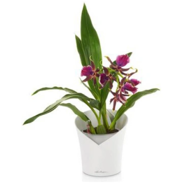 Stilīgs plastmasas pods orhidejām Lechuza Orchidea