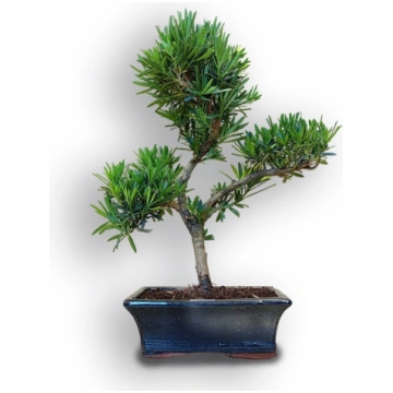 Buddhist pine bonsai, Ref. 8086