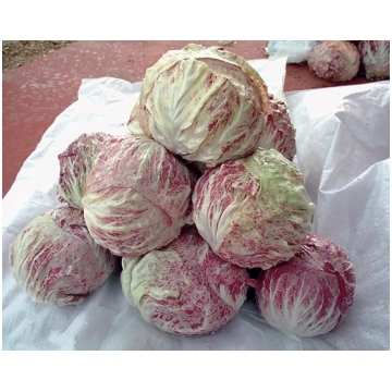 Radicchio variegato di CHIOGGIA MARINA
