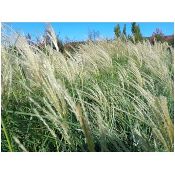 Miscanthus sinensis Gracillimus Donnadipiante - Ve