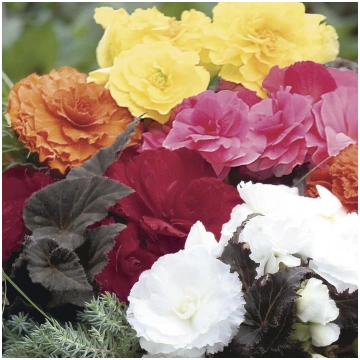 BEGONIA tuberhybrida MOCCA Mix
