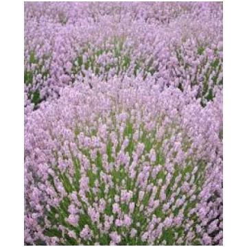Šaurlapu lavanda "Rosea"