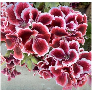 Karaliskā pelargonija ''Aristo Red Beaut