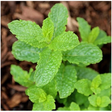 Mohito mētra