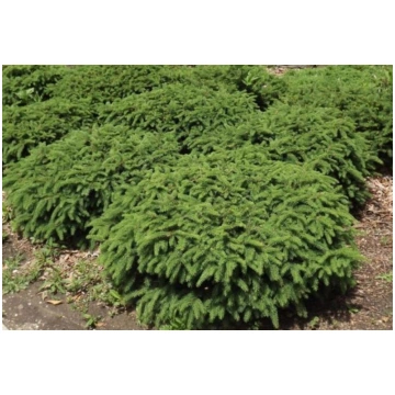 Picea abies 'Nidiformis' (Parastā egle, 