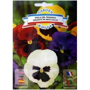 Atraitnītes lielziedu VIOLA DEL PENSIERO GIGANTE M