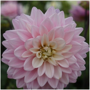Dahlia Karma Prospero- dālija
