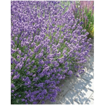 Lavandula angustifolia Dwarf Blue | A.M. ozoli