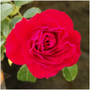 Sarkana - dobes floribundroze - intensīvi smaržīga
