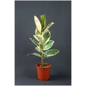 Fikuss (FICUS TINEKE)