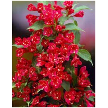 Weigela 'Red Prince'