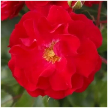 Sarkana - dobes floribundroze - maigi smaržīga roz