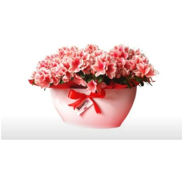 Azalea doppia con cachepot Flowers Palermo