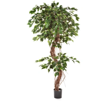 Lietots - FICUS CORKSCREW EXOTICA 210cm