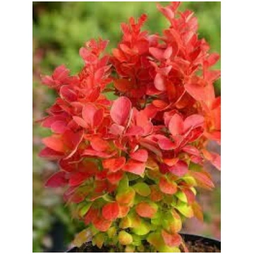 Berberis thunbergii 'Orange Ice' Tunberg