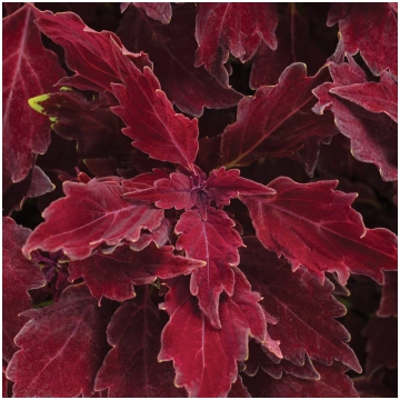 COLEUS Royale Cherry Brandy