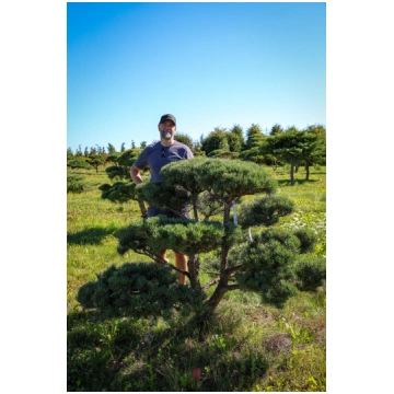 Parastās priedes BONSAI-NIWAKI dižstāds (Nr.3) - u