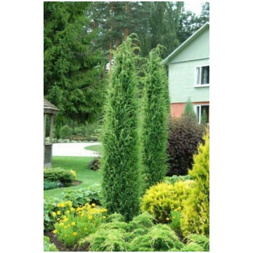 Juniperus communis 'Stricta' Parastais k
