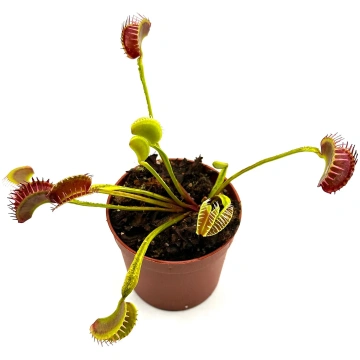 Dionaea muscipula Plumechon crested Caput Mundi La