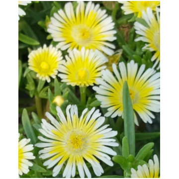 Delosperma hybrida Wheels Of Wonder Limoncello | A