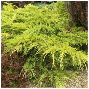 Kadiķis, ficera ,,King of spring,, /Juniperus x pf