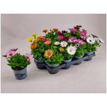 Telpaugi Osteospermum mix (Akmenssēkle)