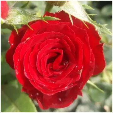 Sarkana - pundur - miniatūrā roze - maigi smaržīga