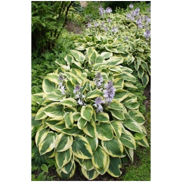 Hosta 'Brim Cup' (Hosta), konteiners P13