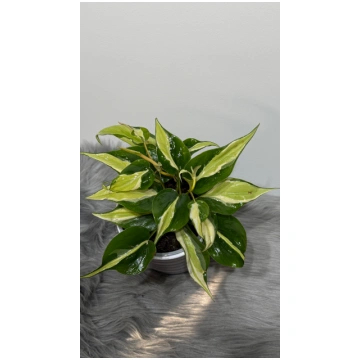 Philodendron Rio Augi-Plants