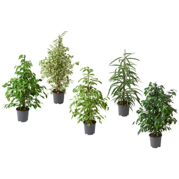 FICUS augs podā, dažādi