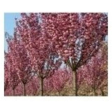 Sakuras | Lapu koki | Dekoratīvie augi tiešsaistē
