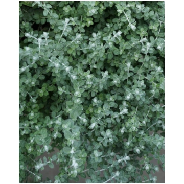 Helichrysum petiolare Silver Mini | A.M. ozoli