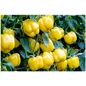 Paprika Kioto F1 (5 sēklas) Darzinam.lv